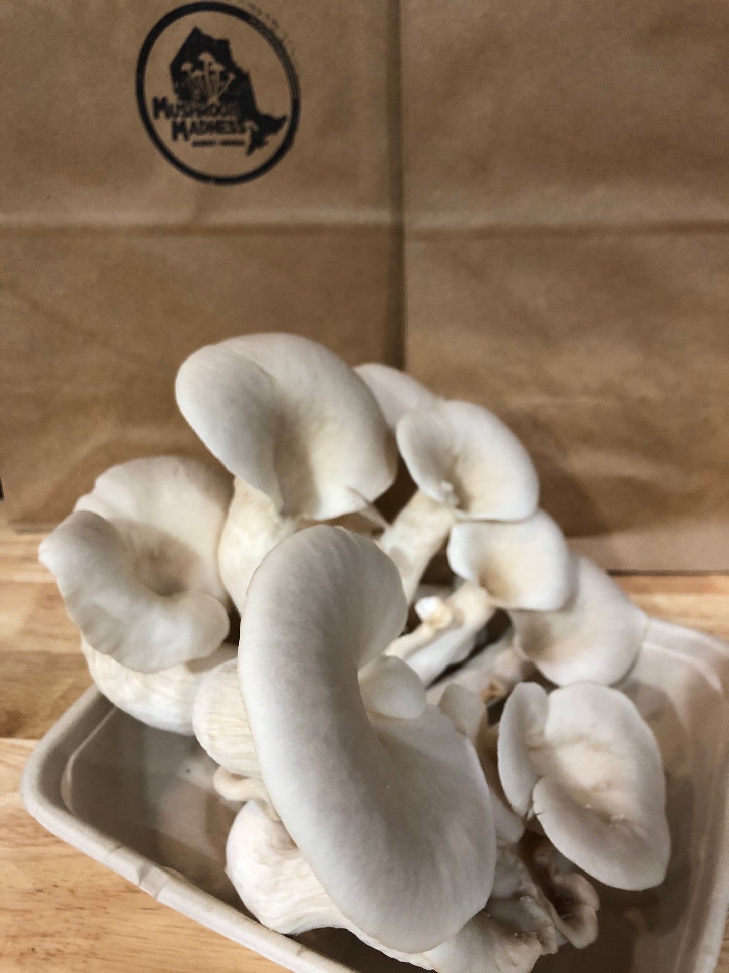 Mushroom Grow kits
