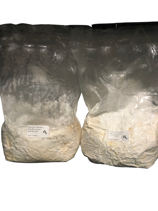 Mushroom Grow kits
