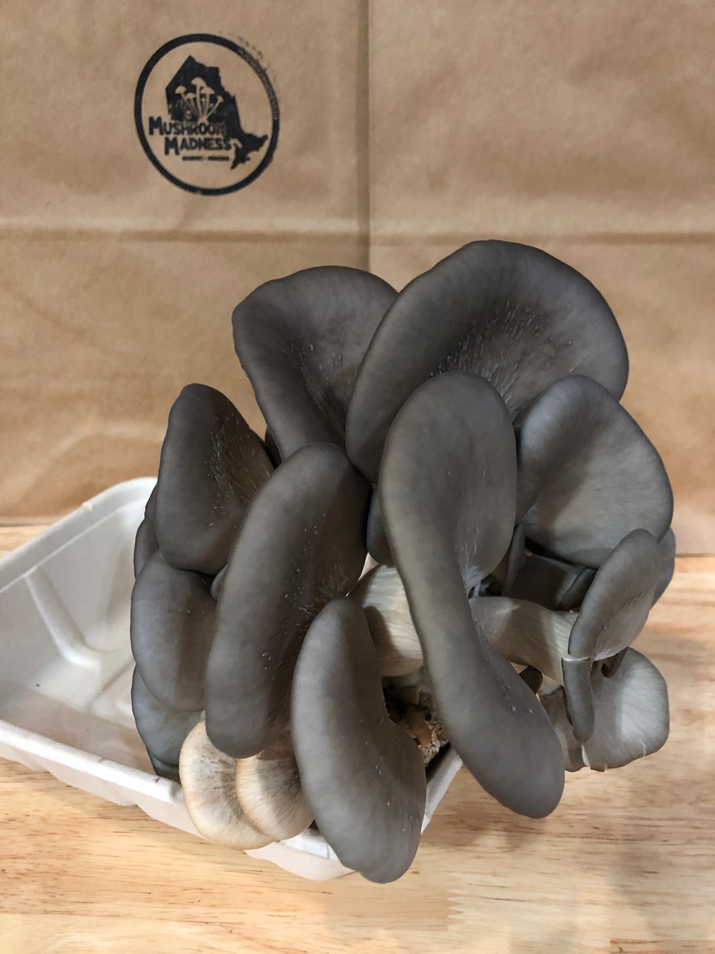 Dehydrated Oyster mushrooms